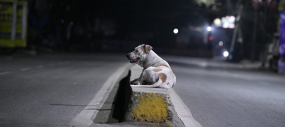 Miscreant kills stray dog with air gun in Mangaluru | Miscreant kills stray dog with air gun in Mangaluru Miscreant kills stray dog with air gun in Mangaluru | Miscreant kills stray dog with air gun in Mangaluru