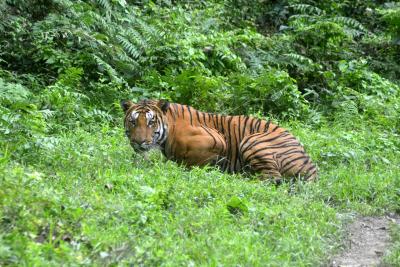Post Kaziranga expansion, Bodo peace in Manas, Assam expects tiger surgE | Post Kaziranga expansion, Bodo peace in Manas, Assam expects tiger surgE