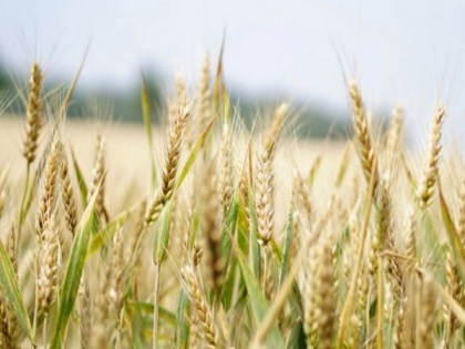China lifted restrictions on Russian wheat weeks before eruption of conflict: Report | China lifted restrictions on Russian wheat weeks before eruption of conflict: Report