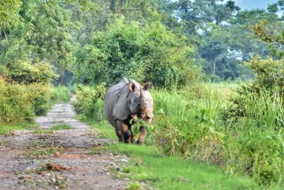 Assam to destroy 2,500 rhino horns, ivory, animal parts | Assam to destroy 2,500 rhino horns, ivory, animal parts