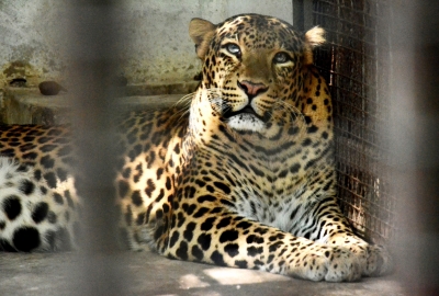 Leopard found resting under truck in J&K's Badgam | Leopard found resting under truck in J&K's Badgam