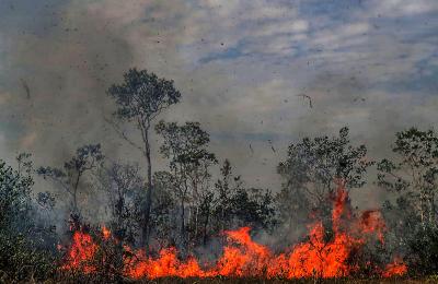 Sao Paolo forest fires up 109% in 2020 | Sao Paolo forest fires up 109% in 2020