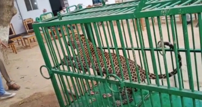 Leopard finally captured in Lucknow | Leopard finally captured in Lucknow Leopard finally captured in Lucknow | Leopard finally captured in Lucknow