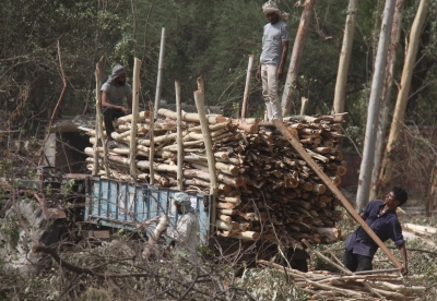 TN to bring in Tree Act, will lead to arrest for felling trees illegally | TN to bring in Tree Act, will lead to arrest for felling trees illegally TN to bring in Tree Act, will lead to arrest for felling trees illegally | TN to bring in Tree Act, will lead to arrest for felling trees illegally