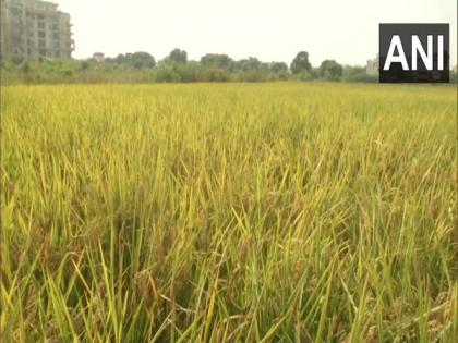 Ahead of next farming season, India grapples with skyrocketing international price of fertilisers | Ahead of next farming season, India grapples with skyrocketing international price of fertilisers