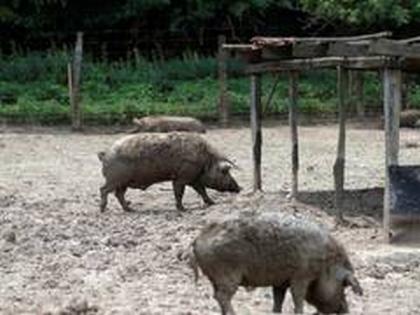 Thailand detects African swine fever infection at slaughterhouse | Thailand detects African swine fever infection at slaughterhouse Thailand detects African swine fever infection at slaughterhouse | Thailand detects African swine fever infection at slaughterhouse