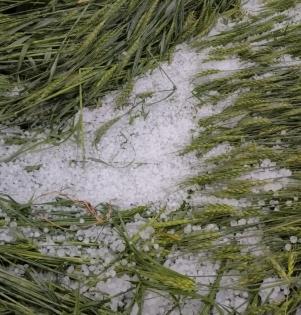 Rains, hailstorm in Rajasthan's Jaipur, Sikar | Rains, hailstorm in Rajasthan's Jaipur, Sikar