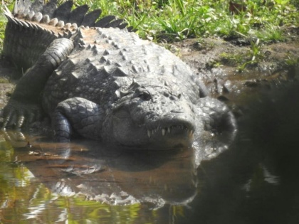 Australian teenager fights off monster crocodile attack | Australian teenager fights off monster crocodile attack