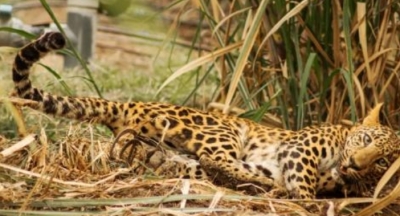 Leopard sighting in densely populated Srinagar area triggers panic | Leopard sighting in densely populated Srinagar area triggers panic