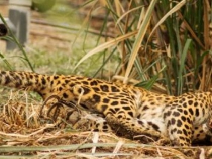 One-yr-old leopard found dead in mysterious circumstances | One-yr-old leopard found dead in mysterious circumstances