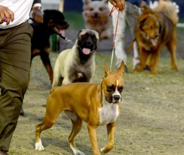 Sterilise dogs when they're a year old: UP govt | Sterilise dogs when they're a year old: UP govt Sterilise dogs when they're a year old: UP govt | Sterilise dogs when they're a year old: UP govt