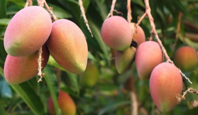 Mango Crops in UP Threatened by Adverse Weather Conditions, Experts Warn | Mango Crops in UP Threatened by Adverse Weather Conditions, Experts Warn