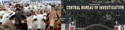 Bengal cattle scam: Three directors of different shell companies under scanner | Bengal cattle scam: Three directors of different shell companies under scanner