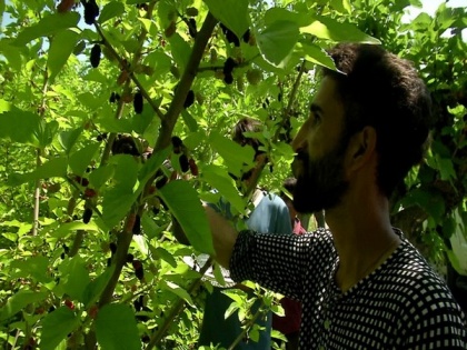J-K: Harvesting of mulberry fruit in full swing in Srinagar | J-K: Harvesting of mulberry fruit in full swing in Srinagar