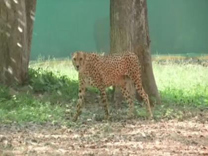 Hyderabad zoo uses cooling systems to protect animals in summers | Hyderabad zoo uses cooling systems to protect animals in summers