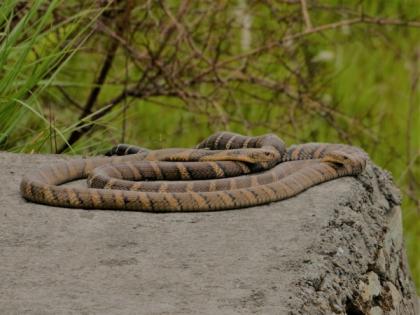 Mating of male, female King Cobra caught on camera for the first time in Uttarakhand | Mating of male, female King Cobra caught on camera for the first time in Uttarakhand