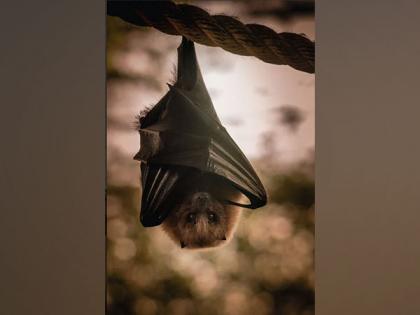 Bats communicate and work together for more efficient foraging | Bats communicate and work together for more efficient foraging