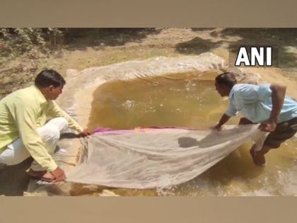 Gambusia fish released in Moradabad ponds to curb dengue | Gambusia fish released in Moradabad ponds to curb dengue