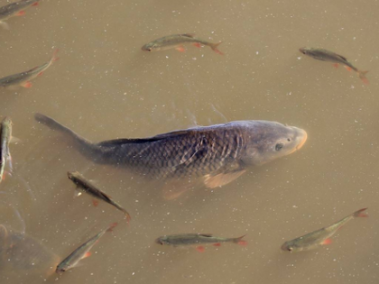 Kerala: Death of a large number of fish triggers protest against effluents in Periyar River | Kerala: Death of a large number of fish triggers protest against effluents in Periyar River