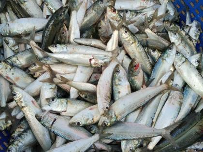 Mass fish deaths in Teesta River leave Bengal fisheries dept worried | Mass fish deaths in Teesta River leave Bengal fisheries dept worried Mass fish deaths in Teesta River leave Bengal fisheries dept worried | Mass fish deaths in Teesta River leave Bengal fisheries dept worried