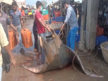 Giant Devil Ray weighing 600 kgs caught in West Bengal | Giant Devil Ray weighing 600 kgs caught in West Bengal