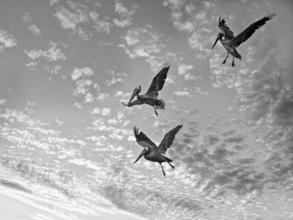 Dynamic soaring isn't just for albatrosses: Research | Dynamic soaring isn't just for albatrosses: Research