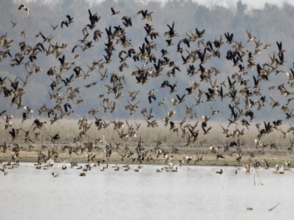 Bird flu: 145 more birds found dead in Rajasthan | Bird flu: 145 more birds found dead in Rajasthan