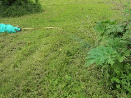 Study shows common herbicide may affect male reproductive health | Study shows common herbicide may affect male reproductive health Study shows common herbicide may affect male reproductive health | Study shows common herbicide may affect male reproductive health