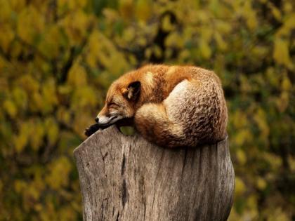 Study finds rapid eye movement sleep helps protect against predator attack | Study finds rapid eye movement sleep helps protect against predator attack Study finds rapid eye movement sleep helps protect against predator attack | Study finds rapid eye movement sleep helps protect against predator attack