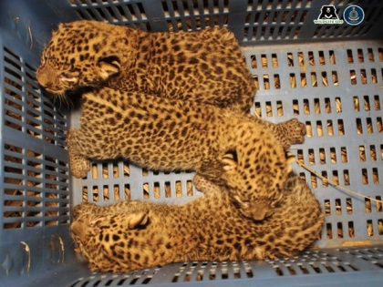 Pune: 3 leopard cubs rescued, united with their mother | Pune: 3 leopard cubs rescued, united with their mother