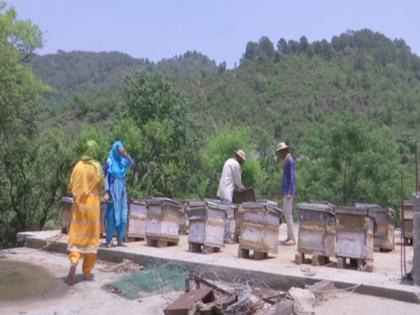 Beekeepers from remote villages of J-K's Rajouri seek govt help to market honey | Beekeepers from remote villages of J-K's Rajouri seek govt help to market honey