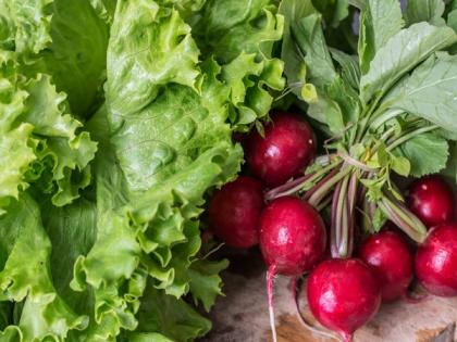 Plant-based diet reduces risk of cognitive impairment in the elderly: Study | Plant-based diet reduces risk of cognitive impairment in the elderly: Study Plant-based diet reduces risk of cognitive impairment in the elderly: Study | Plant-based diet reduces risk of cognitive impairment in the elderly: Study