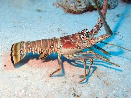 Warming waters, local differences affect lobster population: Study | Warming waters, local differences affect lobster population: Study