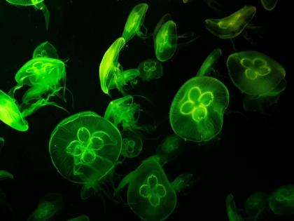 Study: Gene linked to severe learning disabilities governs cell stress response | Study: Gene linked to severe learning disabilities governs cell stress response Study: Gene linked to severe learning disabilities governs cell stress response | Study: Gene linked to severe learning disabilities governs cell stress response