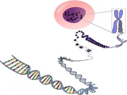 Study reveals rare, damaging inherited mutations work together to reduce lifespan | Study reveals rare, damaging inherited mutations work together to reduce lifespan Study reveals rare, damaging inherited mutations work together to reduce lifespan | Study reveals rare, damaging inherited mutations work together to reduce lifespan