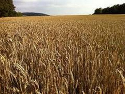 Pak's Sindh slams Imran Khan govt over wheat support price, calls it 'anti-farmers' | Pak's Sindh slams Imran Khan govt over wheat support price, calls it 'anti-farmers'