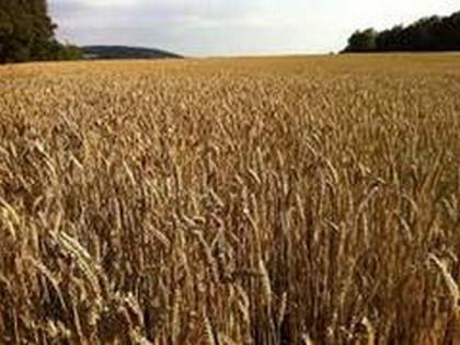 Paddy procurement in Punjab, Haryana to commence from October 11 | Paddy procurement in Punjab, Haryana to commence from October 11 Paddy procurement in Punjab, Haryana to commence from October 11 | Paddy procurement in Punjab, Haryana to commence from October 11