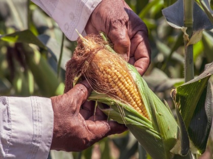 Adaptation, not irrigation recommended for Midwest corn farmers: Study | Adaptation, not irrigation recommended for Midwest corn farmers: Study
