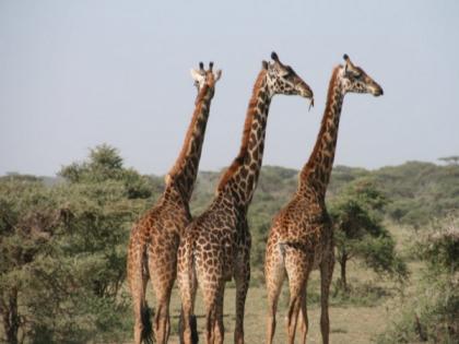 Scientists recognise giraffes as highly socially complex species | Scientists recognise giraffes as highly socially complex species