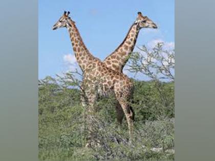 African giraffe worth Rs 10 mln dies in Peshawar Zoo under mysterious circumstances | African giraffe worth Rs 10 mln dies in Peshawar Zoo under mysterious circumstances African giraffe worth Rs 10 mln dies in Peshawar Zoo under mysterious circumstances | African giraffe worth Rs 10 mln dies in Peshawar Zoo under mysterious circumstances