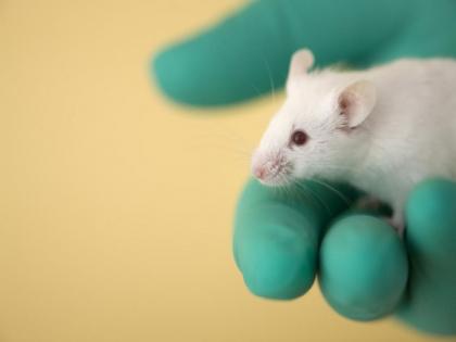 Mice robustly learn to suppress their innate escape responses: Study | Mice robustly learn to suppress their innate escape responses: Study