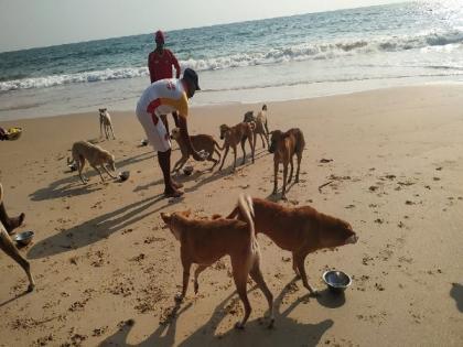 Drishti Marine members provide food to stray animals in Goa | Drishti Marine members provide food to stray animals in Goa