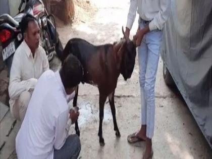 Male goat produces milk due to hormonal imbalances | Male goat produces milk due to hormonal imbalances