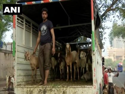Goats being brought to Delhi for sale ahead of Bakra Eid 2020 | Goats being brought to Delhi for sale ahead of Bakra Eid 2020