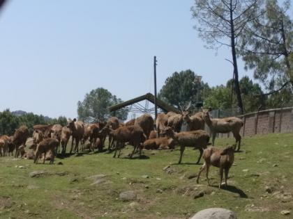 Himachal get nod for big zoo in Kangra | Himachal get nod for big zoo in Kangra Himachal get nod for big zoo in Kangra | Himachal get nod for big zoo in Kangra