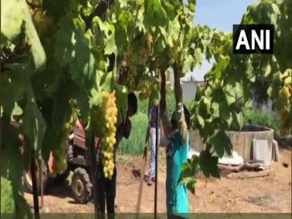 Hit by price cut during lockdown, grape farmers in Nashik make raisins | Hit by price cut during lockdown, grape farmers in Nashik make raisins