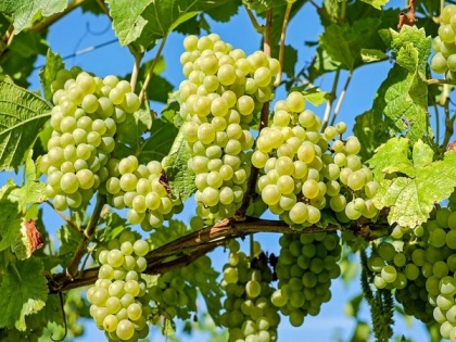 Here's how consuming grapes may protect against UV damage to skin | Here's how consuming grapes may protect against UV damage to skin