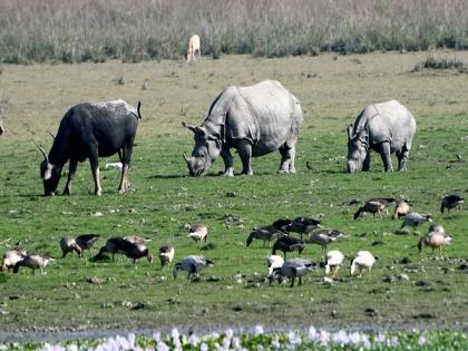 Rhino poaching bid in Kaziranga foiled, 4 arrested in Assam's Biswanath | Rhino poaching bid in Kaziranga foiled, 4 arrested in Assam's Biswanath