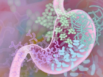 Study finds foodborne diseases protect gut's nervous system | Study finds foodborne diseases protect gut's nervous system