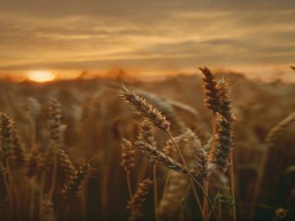 Poor harvest projected to increase hungry North Korea's hardships | Poor harvest projected to increase hungry North Korea's hardships Poor harvest projected to increase hungry North Korea's hardships | Poor harvest projected to increase hungry North Korea's hardships